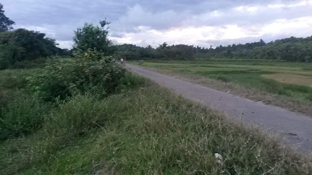 Local road and rice paddies