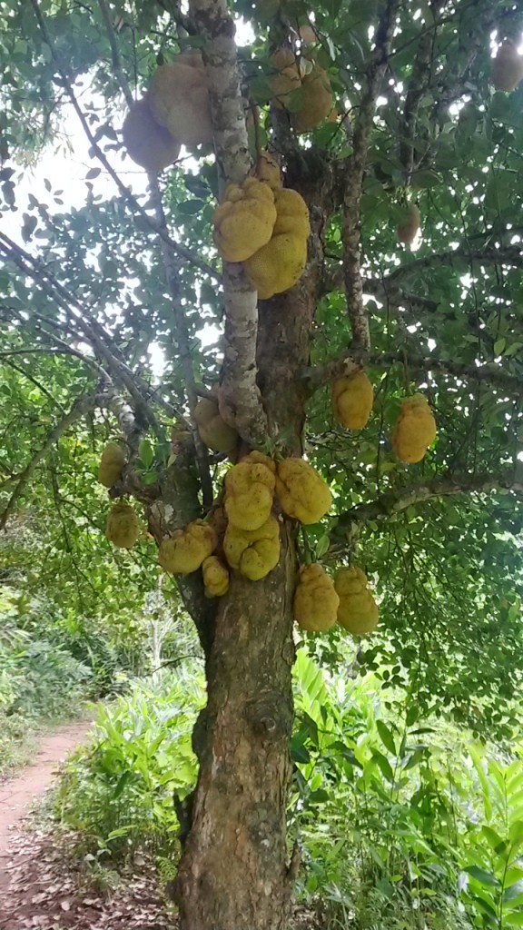 Jackfruit...the largest fruit I know